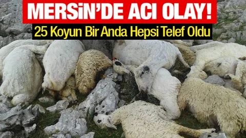 Meraya Yıldırım Düştü; 25 Hayvan Telef Oldu