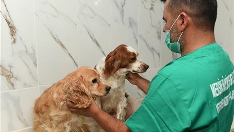 Mersin’de Sokak Hayvanları İçin Kuaför Hizmeti