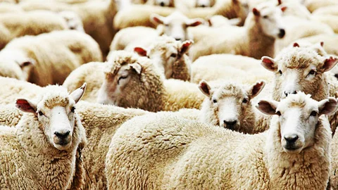 Tarsus’ta Kurbanlık Hayvan Fiyatları - Satış ve Kesim Yerleri