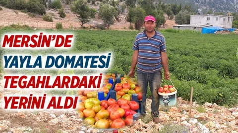 Mersin’de Yayla Domatesi Tezgahlardaki Yerini Aldı