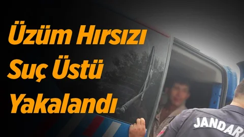 Mersin'de Üzüm Hırsızlığı