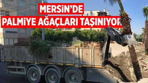 Mersin'de Palmiye Ağaçları Taşınıyor