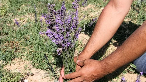 Lavanta Çiçeği Hasadıyla Tarımsal Üretim Zenginleşti