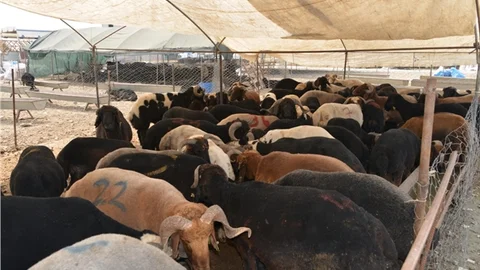 Akdeniz’de Kurban Satış ve Kesim Yerleri Hazır