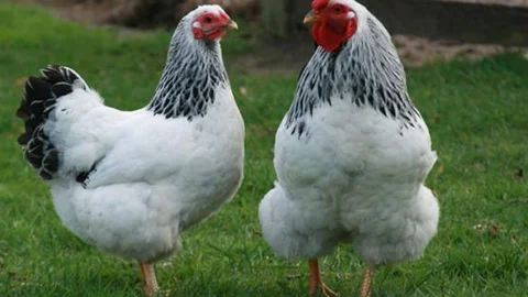 96 Milyon Tavuk Kesildi