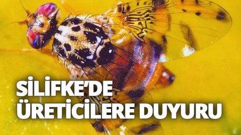 Akdeniz Meyve Sineği İle Toplu Mücadele Duyurusu