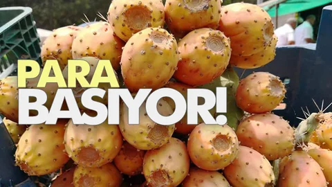 Dikenli İncir Para Basıyor!