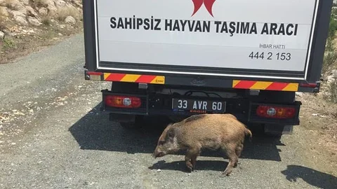 Tedavisi Tamamlanan Domuz Doğaya Salındı