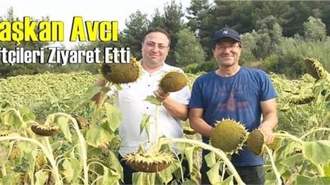 Mersin Tarsus’ta 40 Bin Dekar Alana Ayçiçeği Ekimi Yapıldı