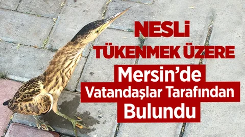 Mersin'de Nesli Tehlike Altındaki Kuş Türü Bulundu