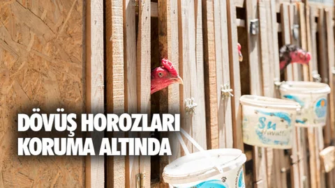 Dövüş Horozları Koruma Altına Alındı