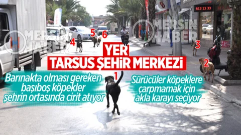 Başıboş Köpekler Tehlike Saçıyor
