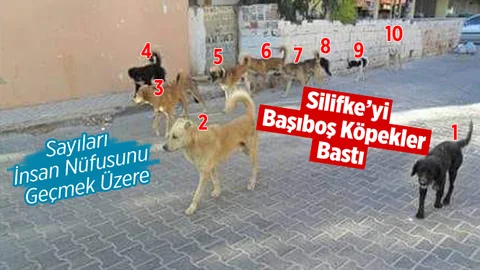 Silifke’de Başıboş Köpekler Tehlike Saçıyor
