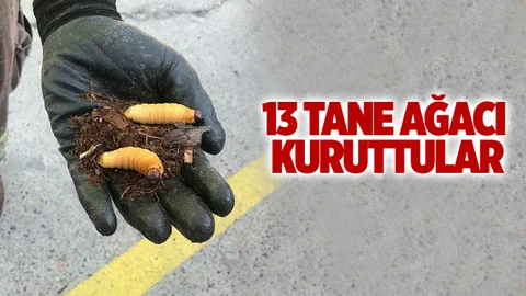 Böcekler 13 Hurma Ağacını Kuruttu