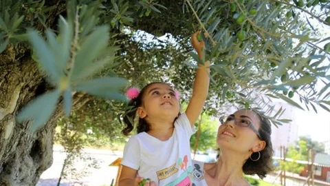 Mersin’de Bin 300 Yıllık Zeytin Ağacı Meyve Verdi