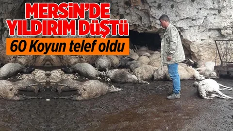 Mersin'de Yıldırım Düştü 60 Koyun Telef Oldu