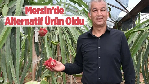 Ejder Meyvesi Mersin’de Alternatif Bitki Oluyor