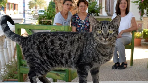 Hayvan Sevgisine Adanmış İki Ömür!