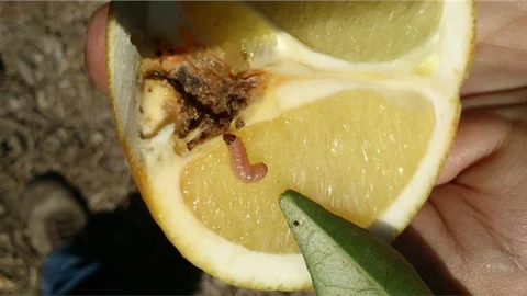 Tarsus’ta İlçe Gıda, Tarım ve Hayvancılık Müdürlüğünden Güveyle Toplu Mücadele