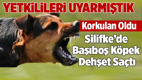 Mersin'de Başıboş Köpek Dehşeti