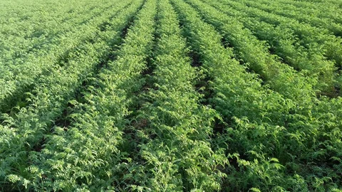 Türk Tarımı Mersin’de Şekillenecek