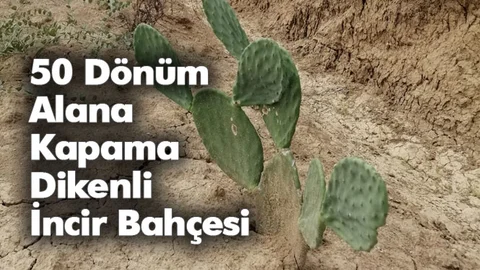 50 Dönüm Alana Kapama Dikenli İncir Bahçesi