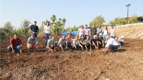 Mezitli’de Enginar Üretimine Başlandı