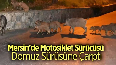 Mersin'de Motosiklet Domuz Sürüsüne Çarptı