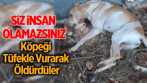 Mersin'de Köpeğe Önce İşkence Ettiler Sonra Tüfekle Vurdular