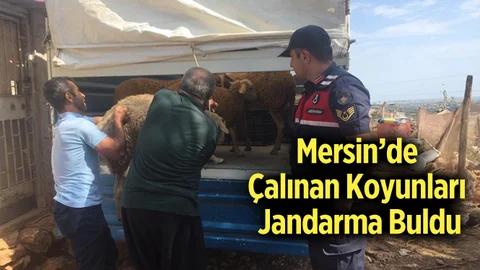 Mersin'de Koyun Hırsızlığı