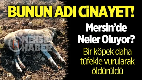 Mersin’de Bir Köpek Daha Silahla Vurularak Öldürüldü