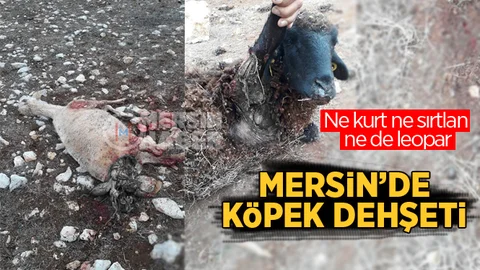 Mersin’de Aç Kalan Köpekler Koyun Sürüsüne Saldırdı