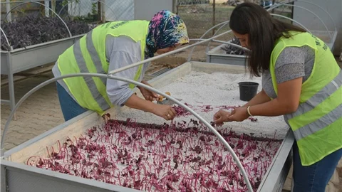 Büyükşehir Üretiyor, Mersin Renkleniyor