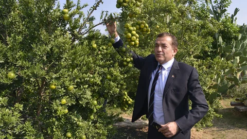 Mersin'de Belediye Bahçesinde Narenciye Yetişiyor