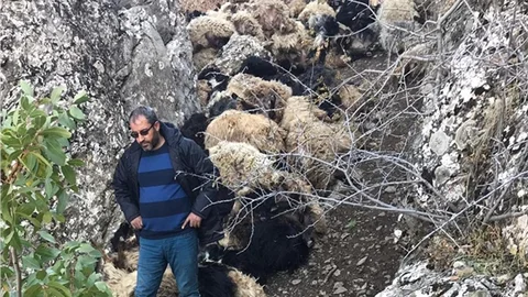 315 Koyun Uçurumdan Düşerek Telef Oldu