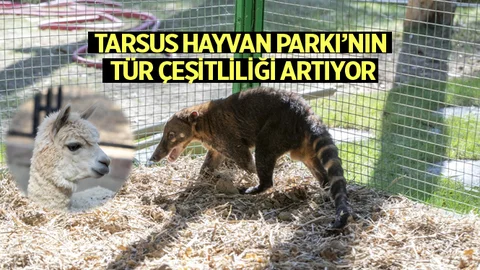 Tarsus Hayvan Parkı’nın Tür Çeşitliliği Artıyor