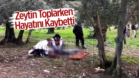 Zeytin Toplarken Hayatını Kaybetti