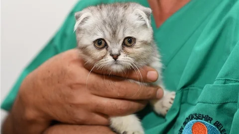 Minik Yavruya Büyükşehir Yeniden Hayat Verdi