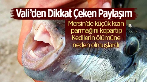 Validen Dikkat Çeken Balon Balığı Paylaşımı