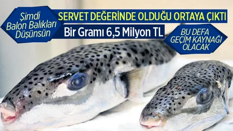 Balon Balıklarının Servet Değerinde Olduğu Ortaya Çıktı