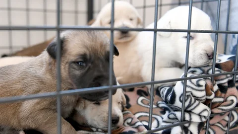 Çuvala Koyup, "Beşkardeşler"İ Ölüme Terk Ettiler