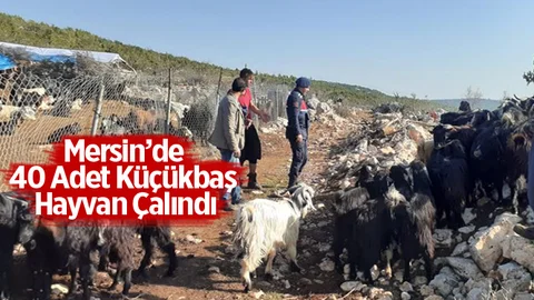 Mersin’de 40 Adet Küçükbaş Hayvan Çalındı