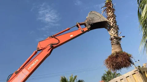 Yangında Zarar Gören Palmiyeler, Taşınarak Bakıma Alındı