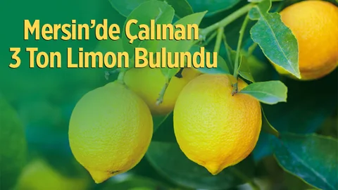 Mersin'de Çalınan 3 Ton 300 Kilo Limon Bulundu