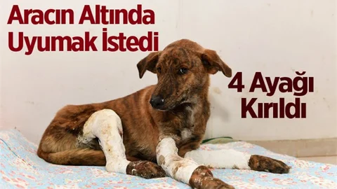 Sığındığı Otomobilin Altında 4 Bacağı da Kırıldı