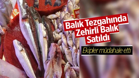 Pazarda Balon Balığı Satıldı
