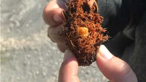 Kırmızı Palmiye Böceği İle Mücadele Çalışmaları Sürüyor