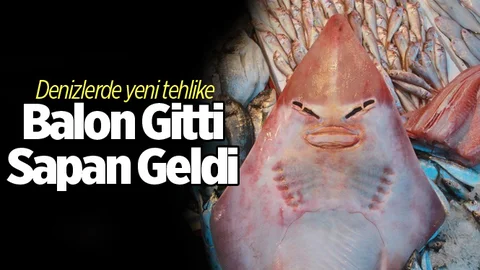 Denizlerdeki Yeni Tehlike; Sapan Balığı