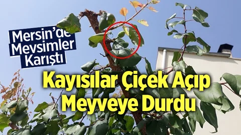 Mersin'de Kayısı Ağacı Çiçek Açıp Meyve Verdi