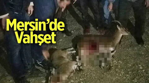 Mersin'de Kaçak Av Vahşeti